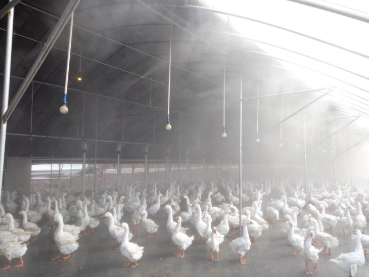 養(yǎng)殖場噴霧除臭消毒降溫案例