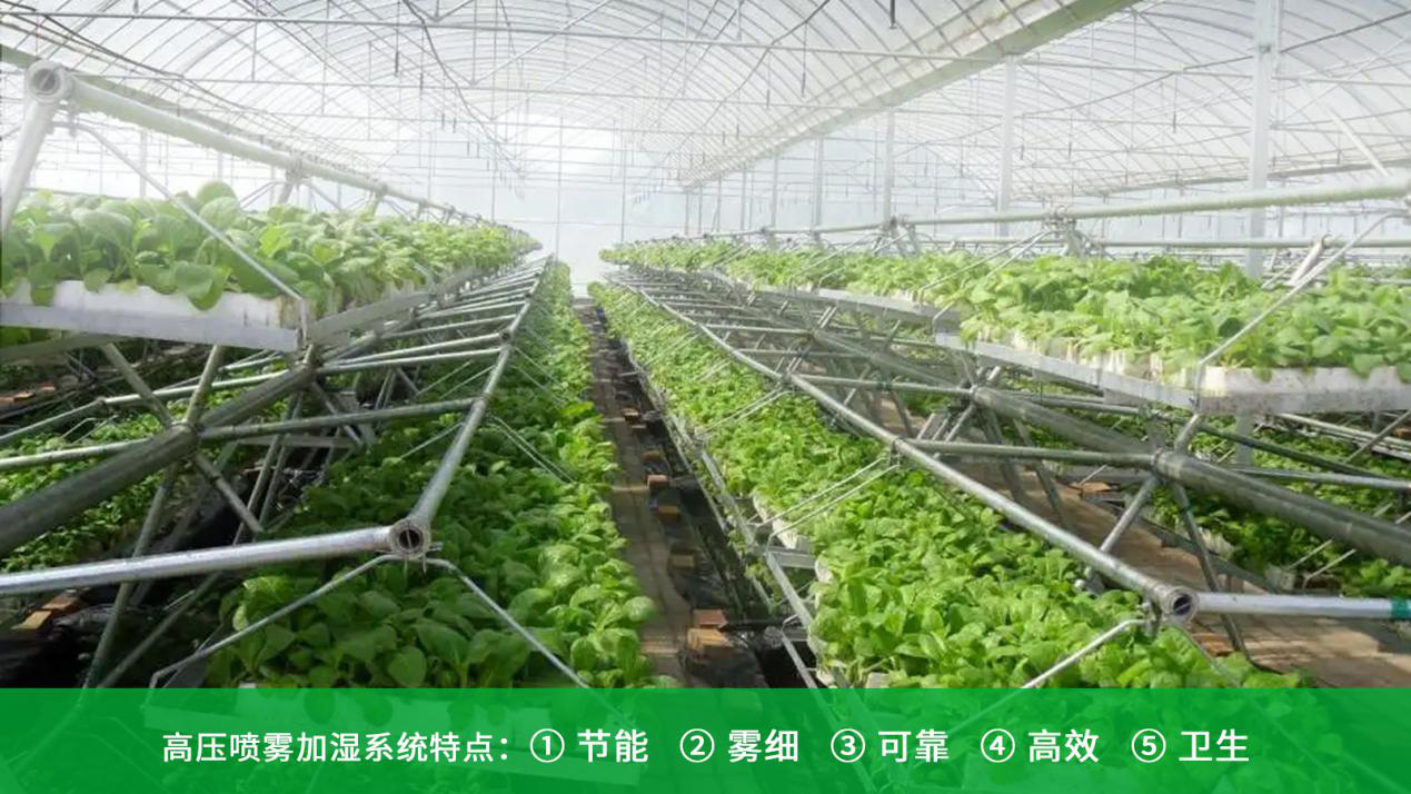 噴霧加濕系統可以全面滿足溫室種植的需求