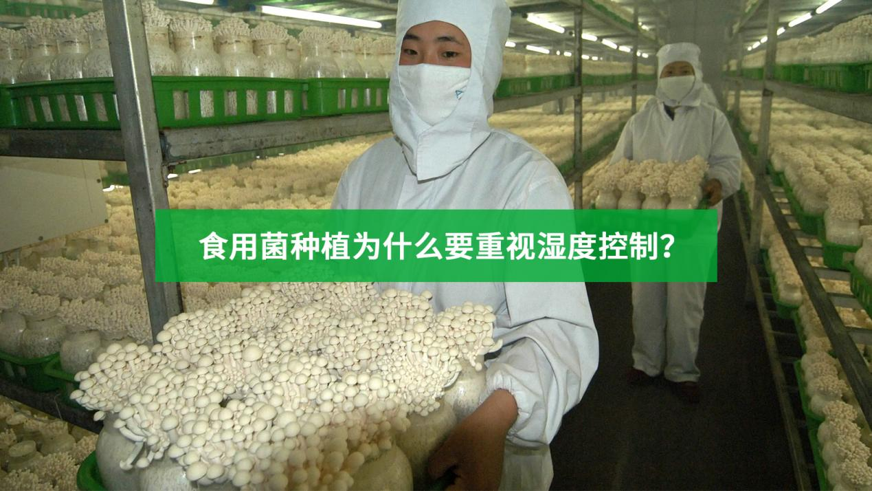 工業加濕器在各類食用菌種植中的運用